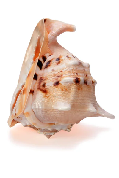 Cassis cornuta Seashell isolé 2 Images De Stock Libres De Droits
