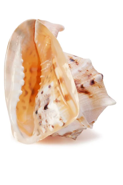 Cassis cornuta Seashell isolé 3 — Photo