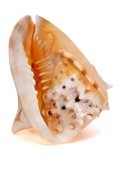 Cassis cornuta Seashell aislado 1 — Foto de Stock