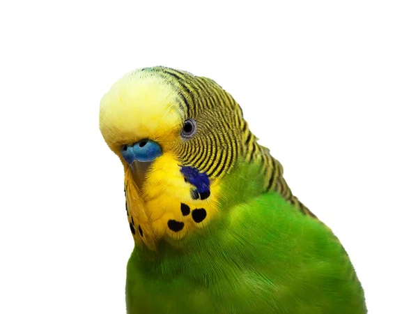 Izole Avustralya yeşil papağan — Stok fotoğraf