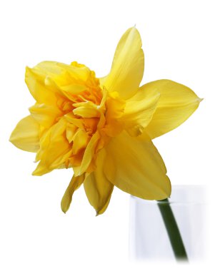 Yellow Narcissus clipart