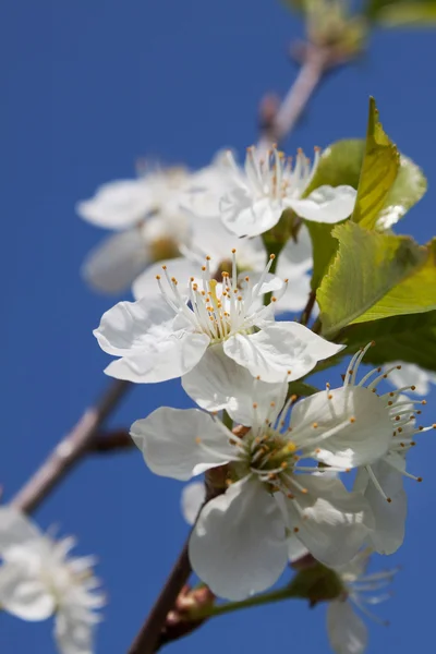 stock image White Cherry Flowers