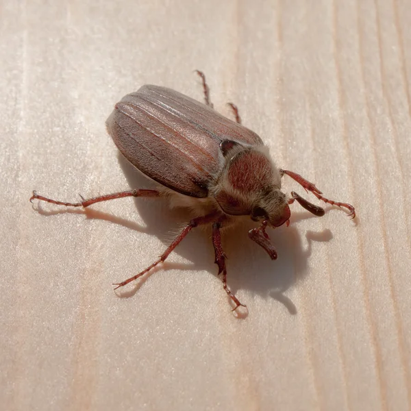 cockchafer tarihinde ahşap
