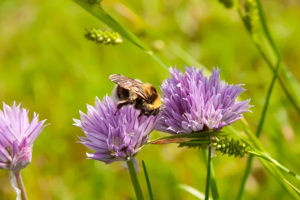 Bumblebee mor çiçek 2