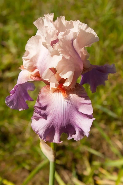 pembe iris