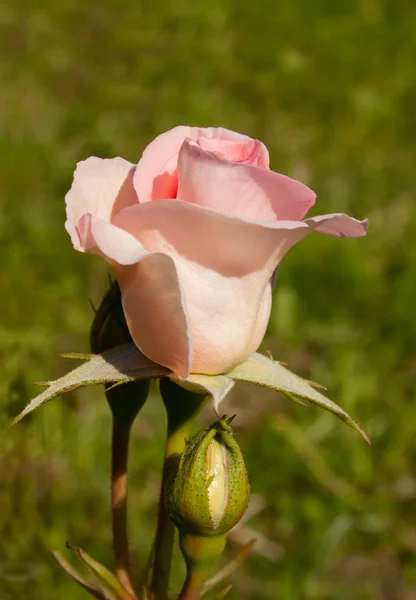 Garden Pink Rose — Stock Photo, Image