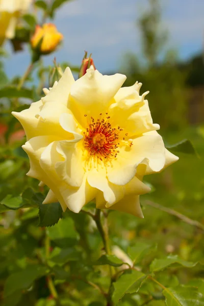 Rose jaune jardin — Photo