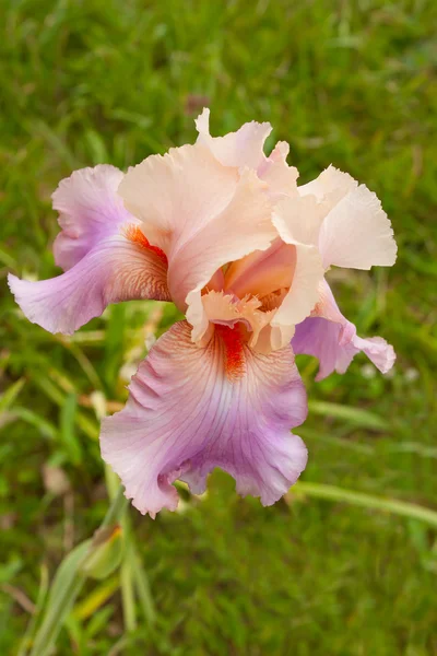 pembe iris 2