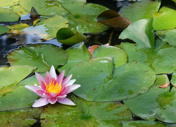 stock image Pink waterlilly