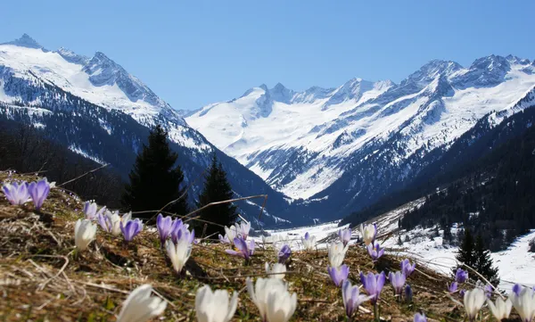 Springtime in mountain — Stock Photo, Image