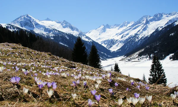 Springtime in mountain — Stock Photo, Image