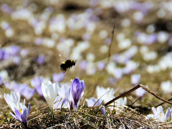 ผึ้งบัมเบิล — ภาพถ่ายสต็อก