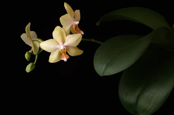 Orchidee Stockbild