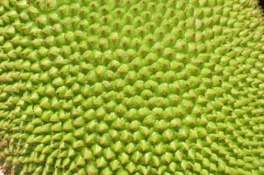 Jackfruit texture surface clipart