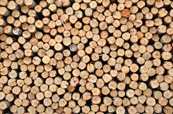 Drewniane przekrój poprzeczny — Zdjęcie stockowe