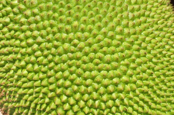 Поверхность текстуры Jackfruit — стоковое фото