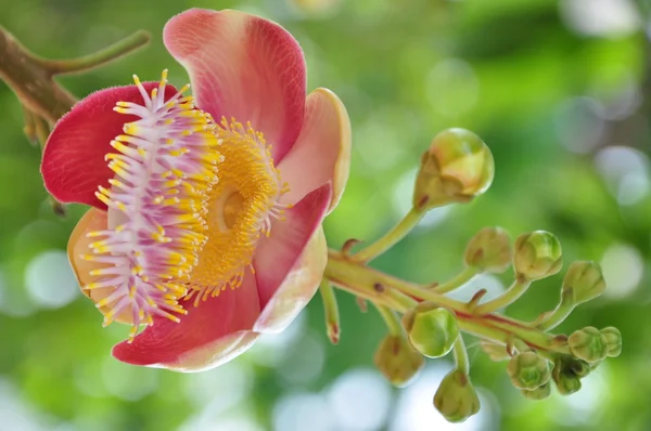 캐논 공 모양의 꽃 — 스톡 사진