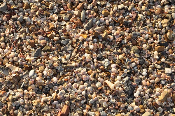 Kum ve deniz kabuğu — Stok fotoğraf