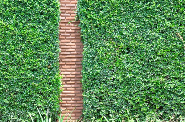 Brick wall and small plants background — Stock Photo, Image