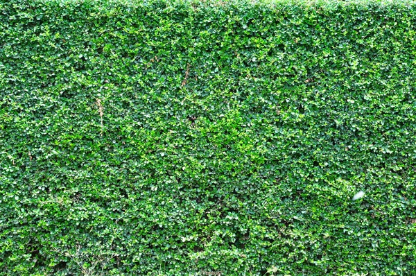 Green color wall background — Stock Photo, Image