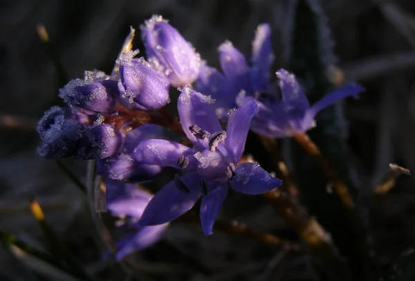 Цветок в кристаллах снега — стоковое фото