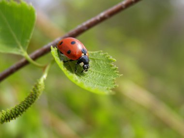 Huş ağacı yaprak böcek