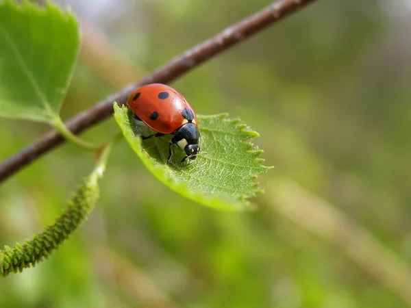 Stock image Bug on a birch leaf