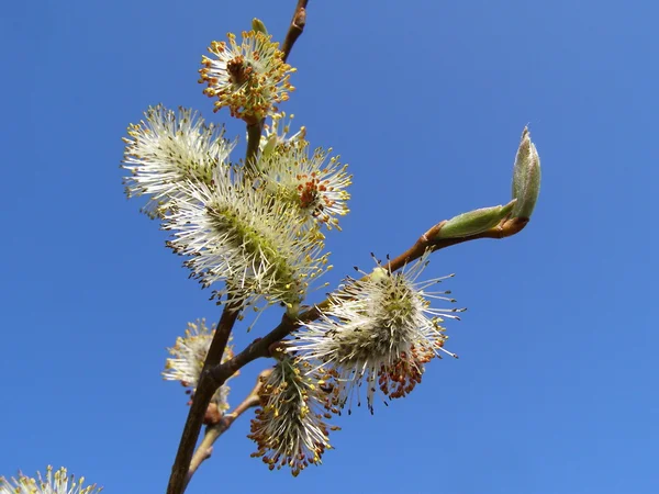 Branche d'un saule au printemps — Photo