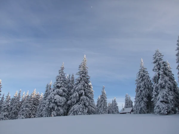 Litet hus i vinter trä — Stockfoto