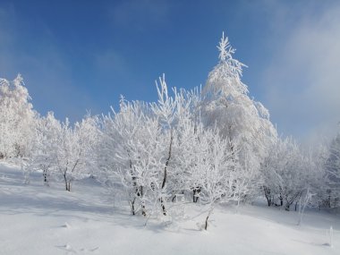 Ağaçlar gökyüzüne karşı