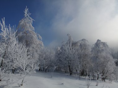 Ağaçlar gökyüzüne karşı