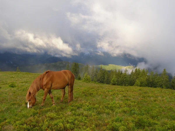 Лошадь утром в горах — стоковое фото