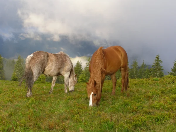 Hästarna på morgonen i bergen — Stockfoto