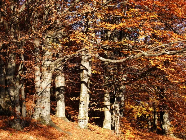 秋季边缘的木材 — 图库照片