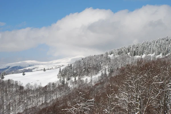 stock image Winter hillside