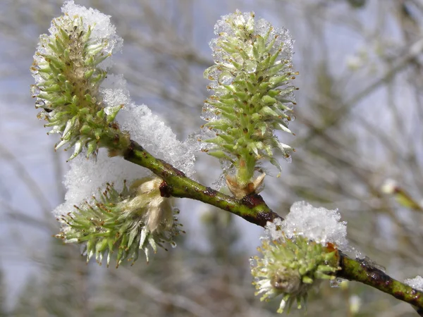 눈 아래 버드 나무 봄 지점 — 스톡 사진