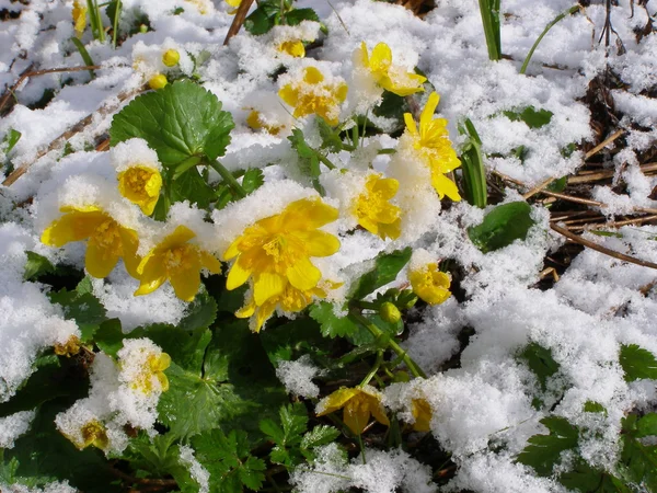 Ανοιξιάτικα λουλούδια κάτω από χιόνι — Φωτογραφία Αρχείου