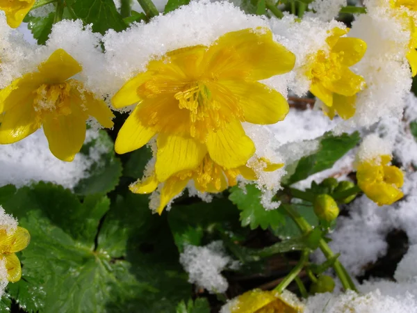 Flores de primavera sob neve — Fotografia de Stock