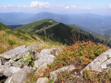 Hillside bir çilek ile