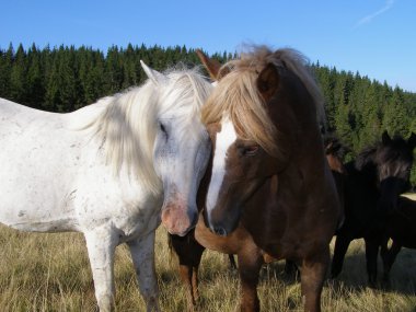 Horses and love clipart