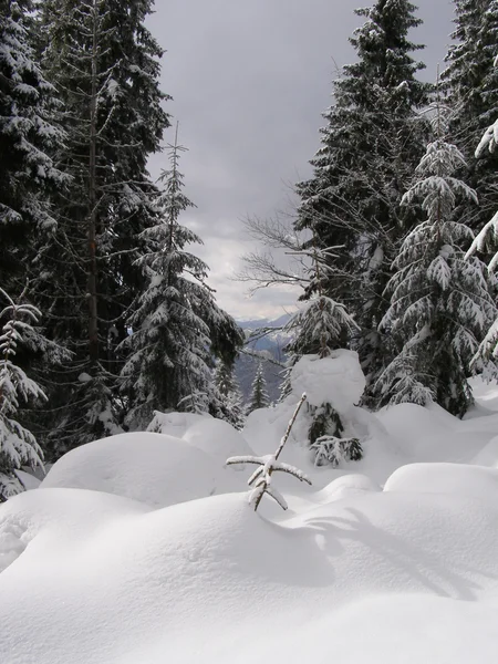 Vintertræ - Stock-foto