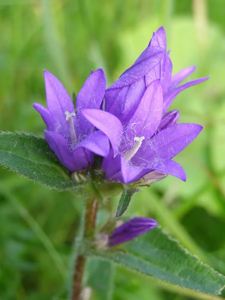 Mountain flower. — Stock Photo, Image