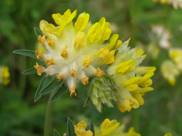 stock image Mountain flower.