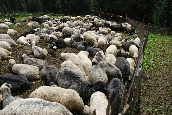 stock image Sheep