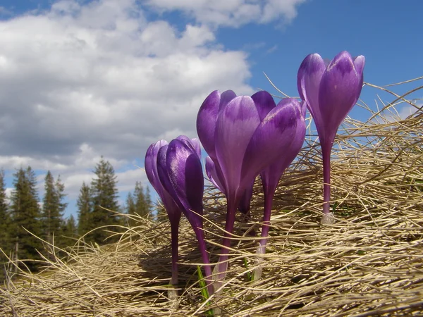 Crocuses and clouds — Stock Photo, Image