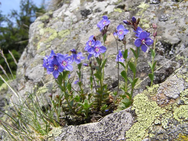 Mountain flowers and stone. — Stock Photo, Image