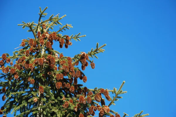 Fur-tree with cones — Stock Photo, Image