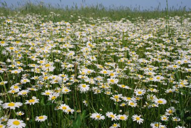 camomiles alanı.