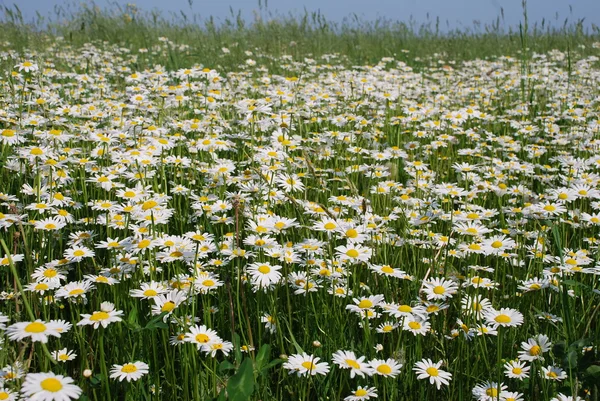 stock image Field of camomiles.