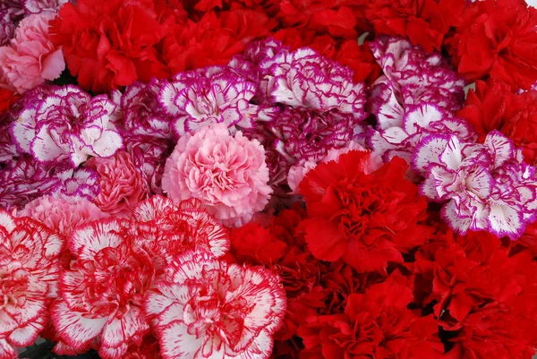 Background from carnations. — Stock Photo, Image